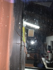 Pseudovates chlorophaea