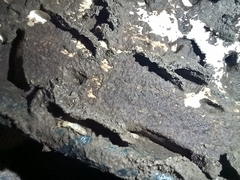 Kalotermes flavicollis