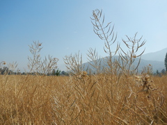 Brassica napus