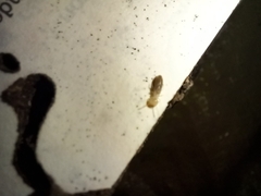 Kalotermes flavicollis