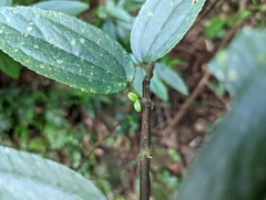 Boehmeria densiflora