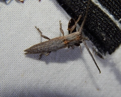 Aethiopia elongata