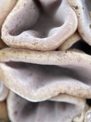 Auricularia cornea
