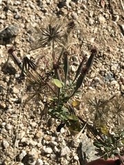 Porophyllum ruderale