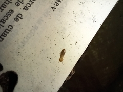 Kalotermes flavicollis