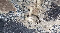 Kalotermes flavicollis