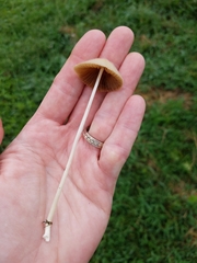 Conocybe apala albipes