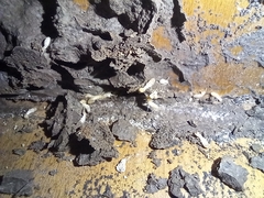 Kalotermes flavicollis