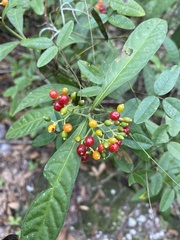 Psychotria tenuifolia