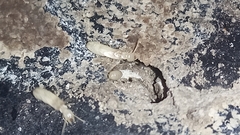 Kalotermes flavicollis