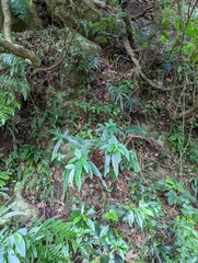 Boehmeria densiflora