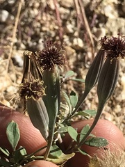Porophyllum ruderale