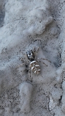 Salticus scenicus