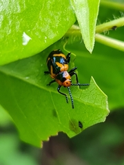 Phyllocharis undulata