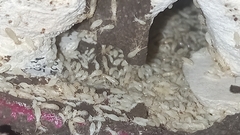 Kalotermes flavicollis