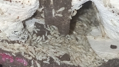 Kalotermes flavicollis