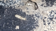 Kalotermes flavicollis