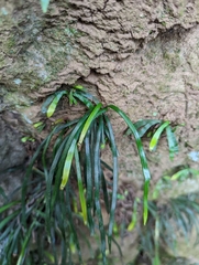 Haplopteris anguste-elongata