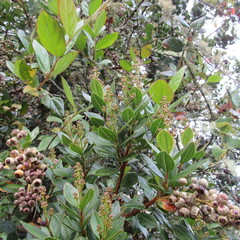 Miconia ligustrina