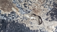 Kalotermes flavicollis