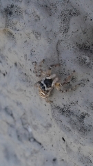 Salticus scenicus