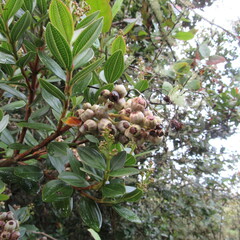Miconia ligustrina