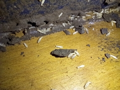 Kalotermes flavicollis