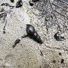 Juga plicifera