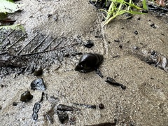 Juga plicifera