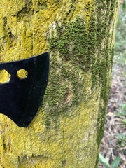 Chrysothrix xanthina