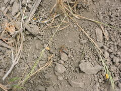 Mitrodetus dentitarsis