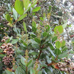 Miconia ligustrina
