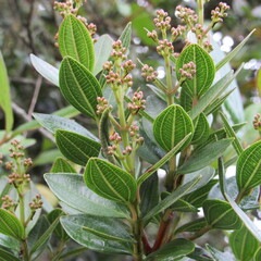Miconia ligustrina