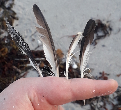 Plume de Guillemot à miroir