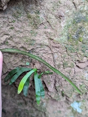 Haplopteris anguste-elongata