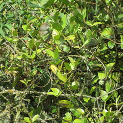 Synallaxis subpudica