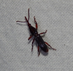 Amorphocephalina