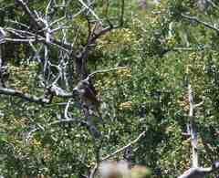 Artemisiospiza belli