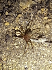 Loxosceles rufescens