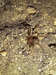 Loxosceles rufescens