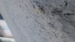 Salticus scenicus