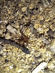 Loxosceles rufescens