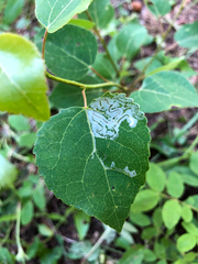 Phyllocnistis populiella