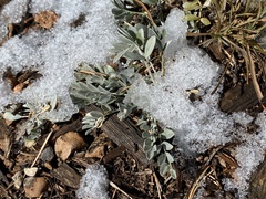 Astragalus calycosus