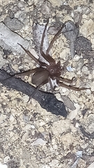 Loxosceles rufescens