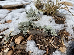Astragalus calycosus