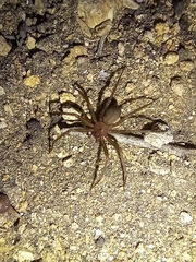 Loxosceles rufescens