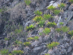Tillandsia machupicchuensis