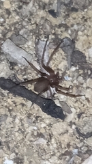 Loxosceles rufescens
