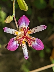 Tricyrtis lasiocarpa